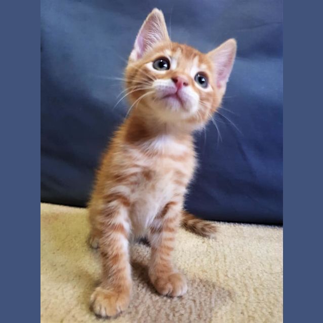 Photo of Akira 