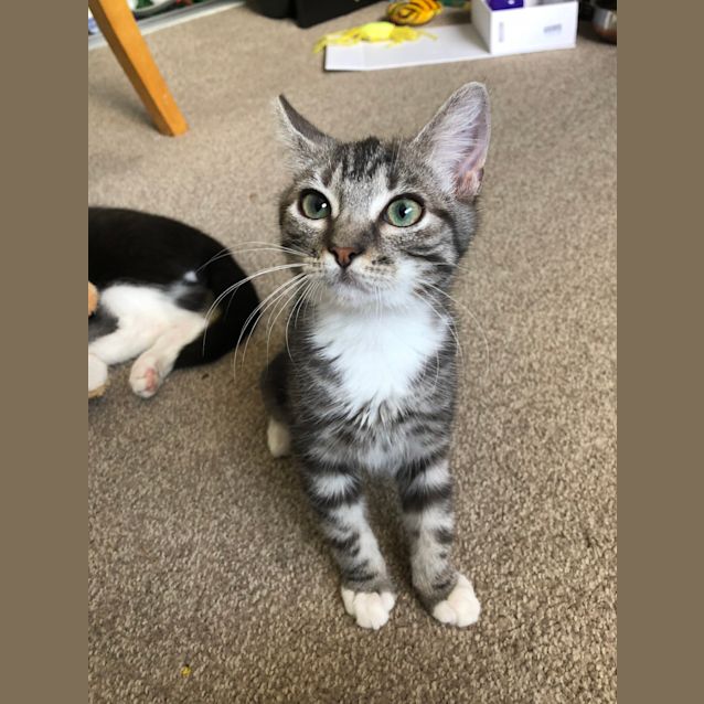 Photo of Snowflake