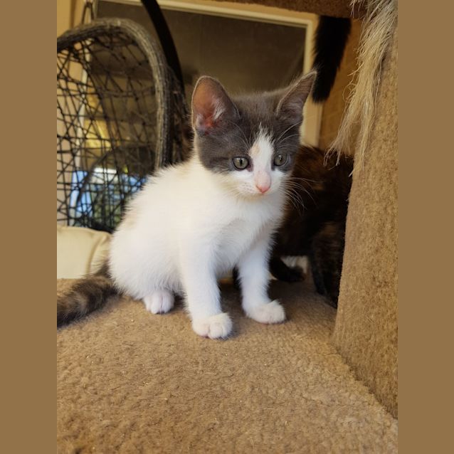 Photo of Long Tall Sally The Calico Beatles Kitten!