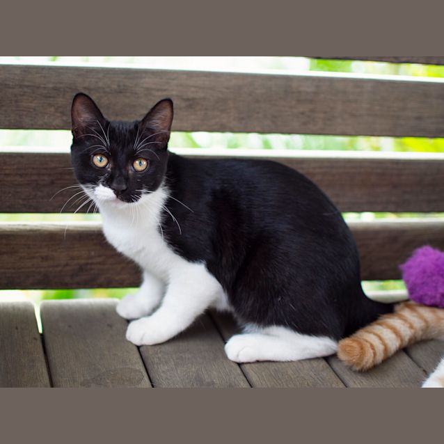 Photo of Super Socks! 