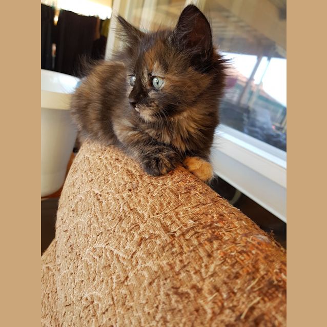 Photo of Eleanor Rigby The Dark Tortie Beatle Kitten!