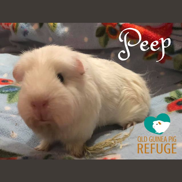 Photo of Peep