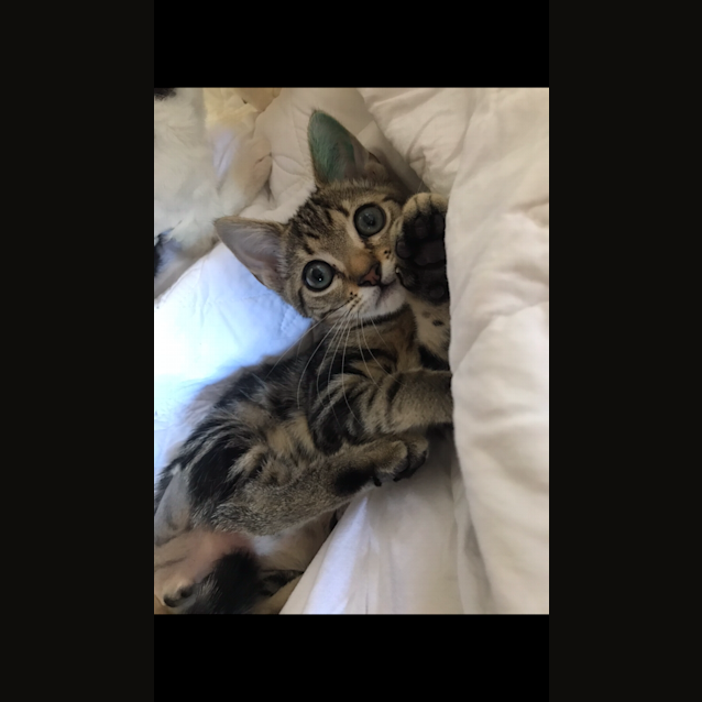 Photo of Chester 