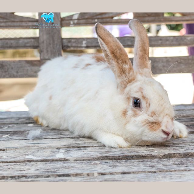 Photo of Harley 🥕🥕