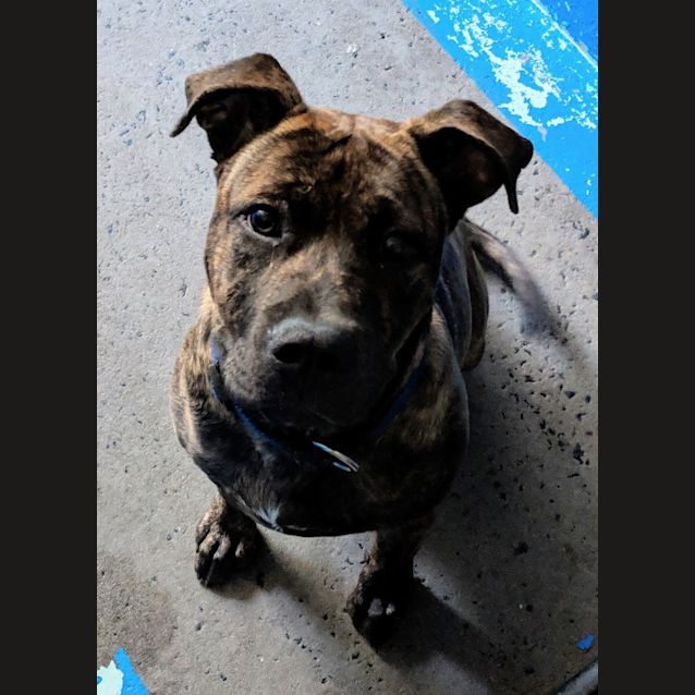 Photo of Jasper