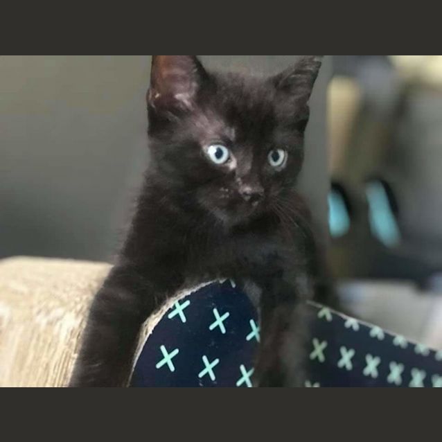 Photo of Guzmo