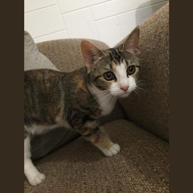 Photo of Nala