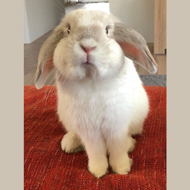 Photo of Merlin