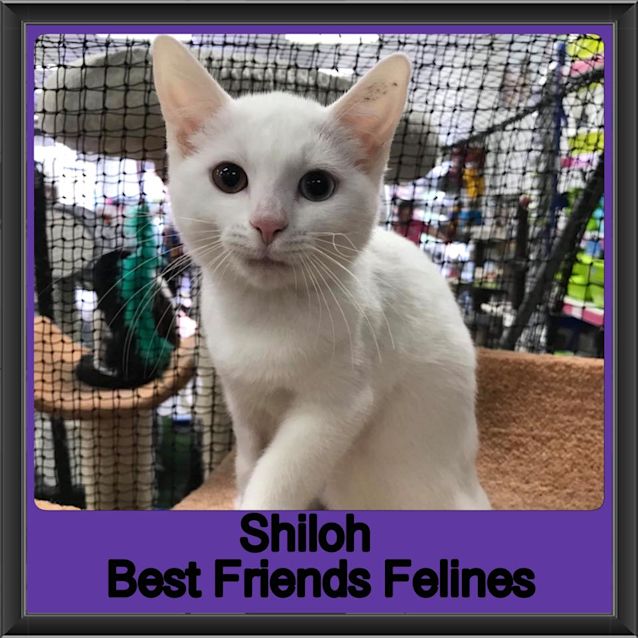 Photo of Shiloh 