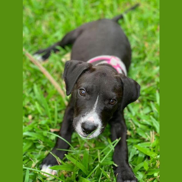 Photo of Ash  **Adoption Pending**