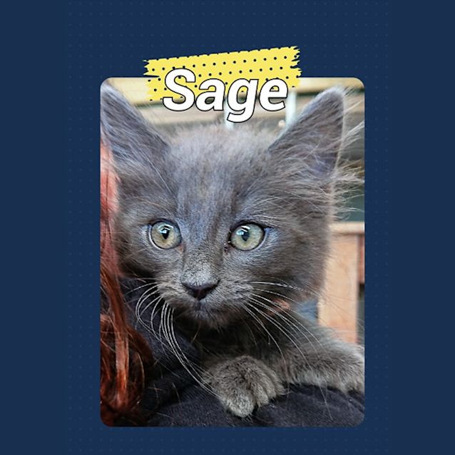 Photo of Sage
