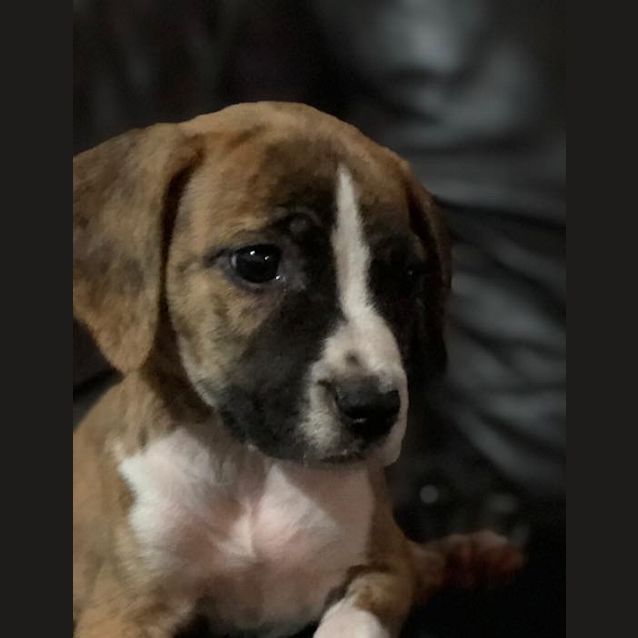 Photo of Violet
