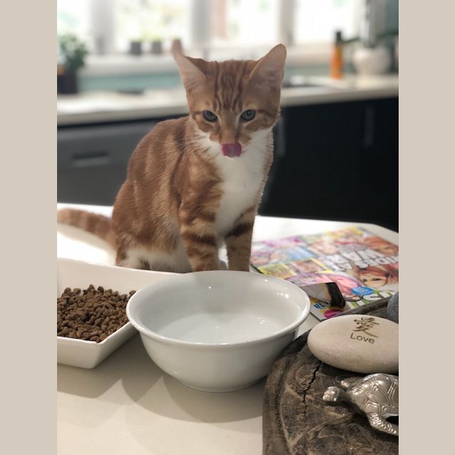 Photo of Kingsley To Go With Evie