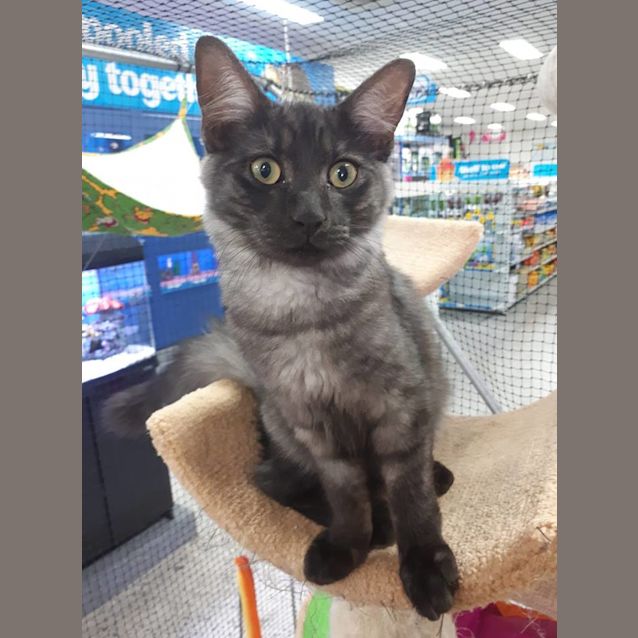 Photo of Stitch 