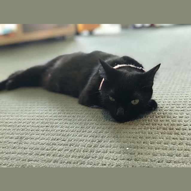 Photo of Luna