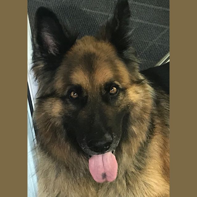 Photo of Tiger   Meet And Greet Organised