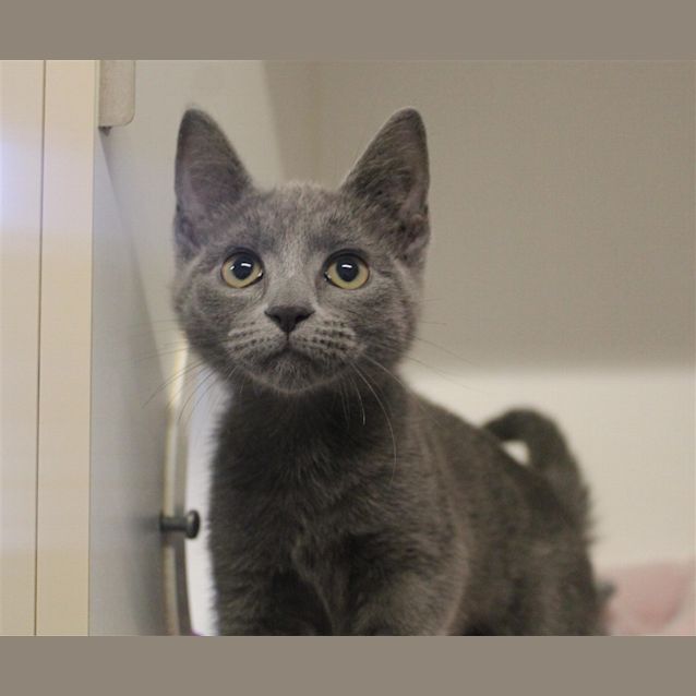 Photo of Marmalade