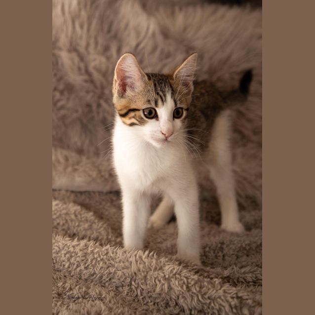 Photo of Poppy