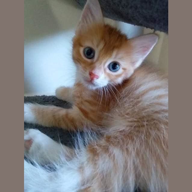 Photo of Jaffa