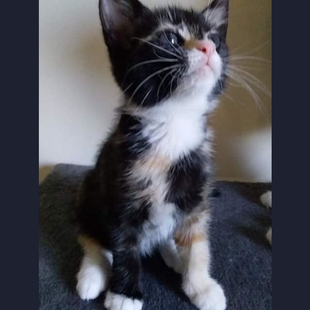 Photo of Oreo