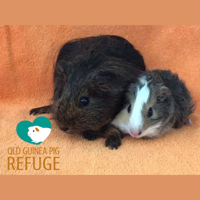 Photo of Sophia And Freya (Indoor Home Only)