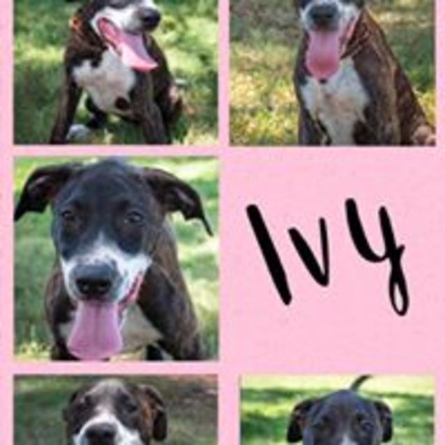 Photo of Ivy