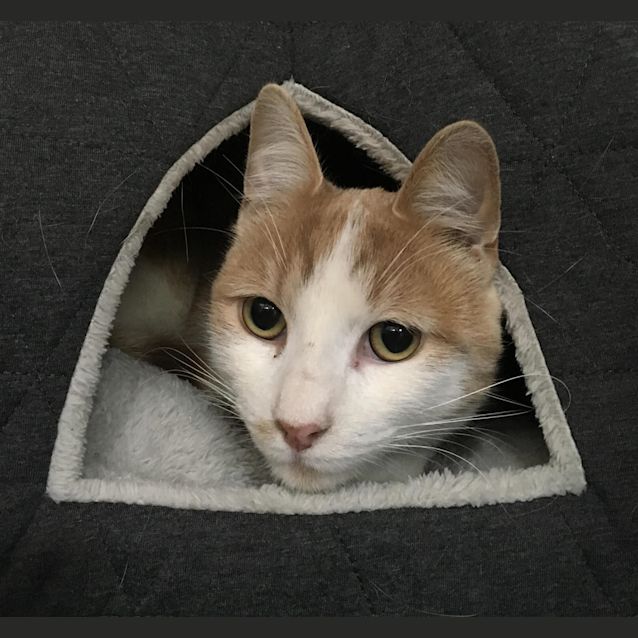 Photo of Stimpy