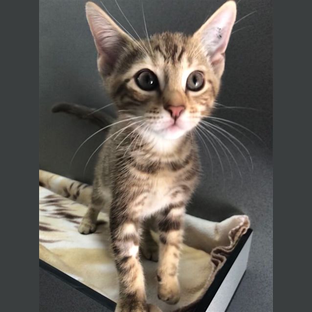 Photo of Bolt