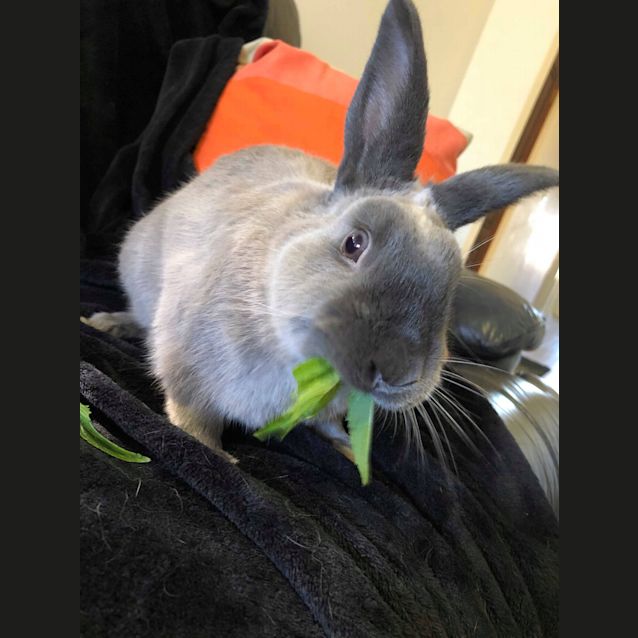 Photo of Charlie