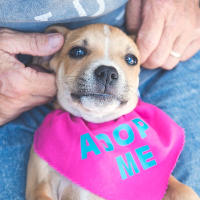 Photo of Larni ~ Mastiff X Puppy (On Trial 3/3/2019)