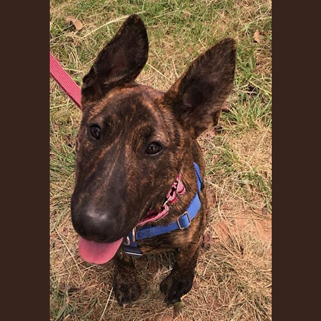 Photo of Stitch