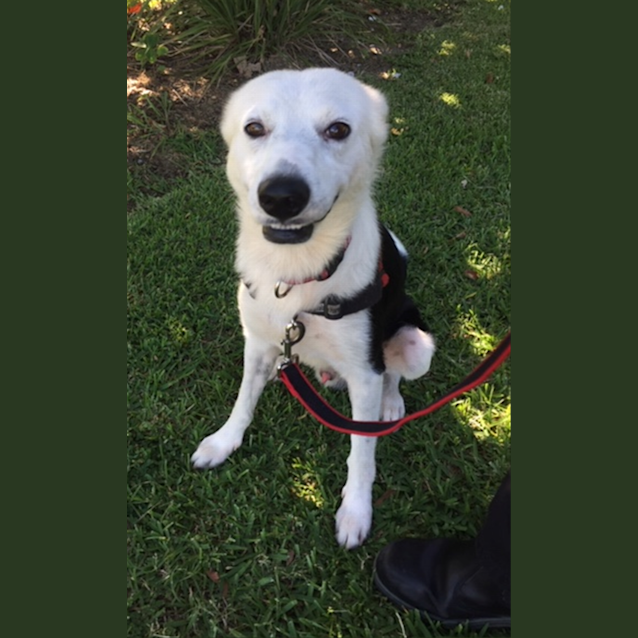 Photo of Archie
