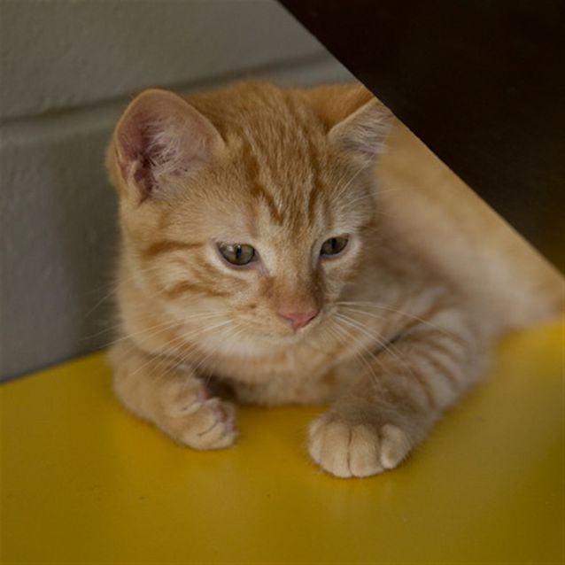 Photo of Archie