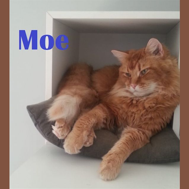Photo of Moe
