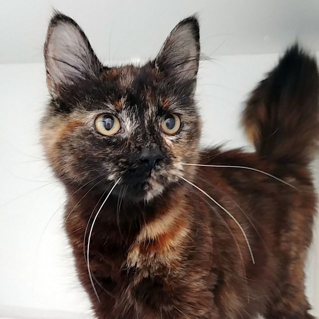 Photo of Saffy
