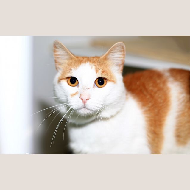 Photo of Long John Ginger   Located In Thornbury