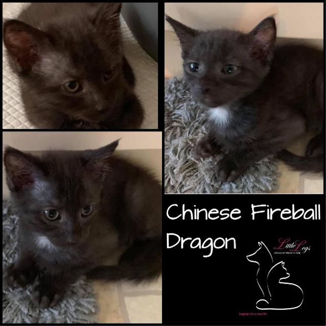 Photo of Chinese Fireball Dragon