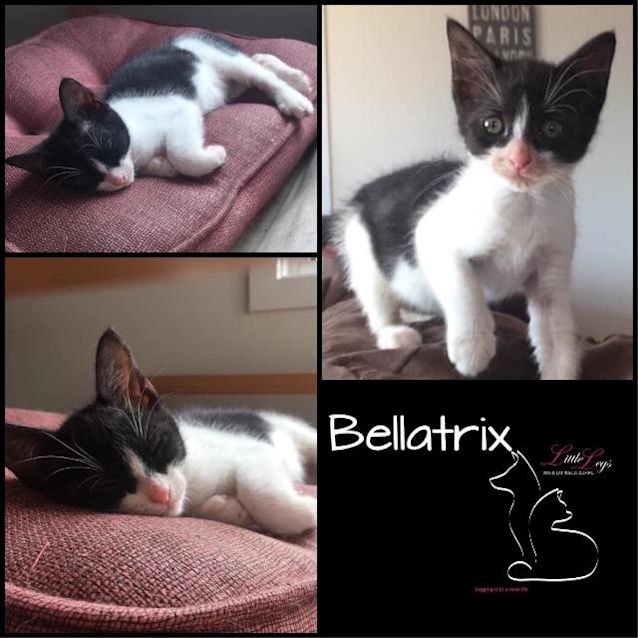 Photo of Bellatrix