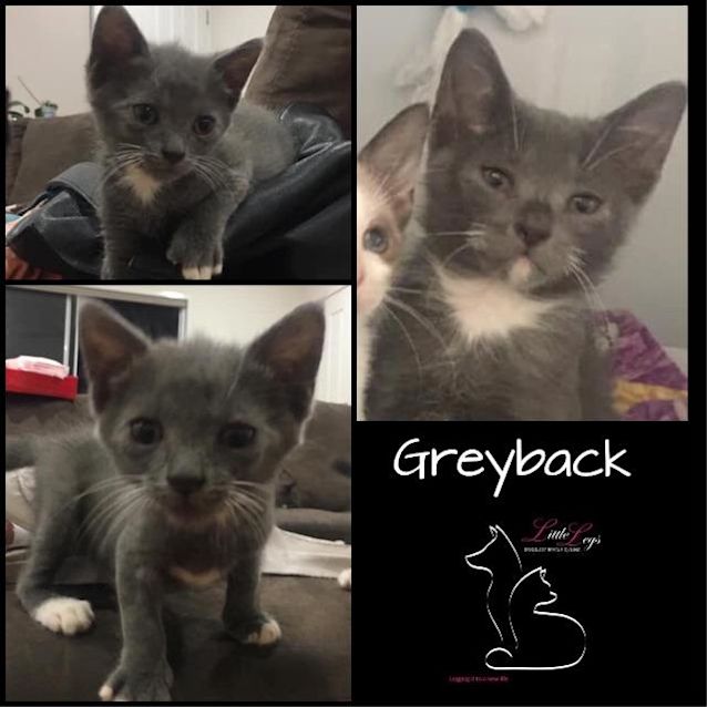 Photo of Greyback