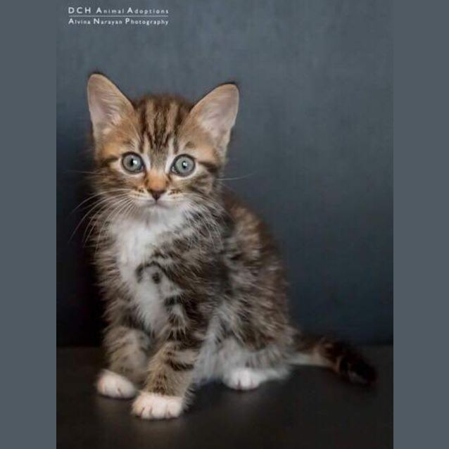 Photo of Toby