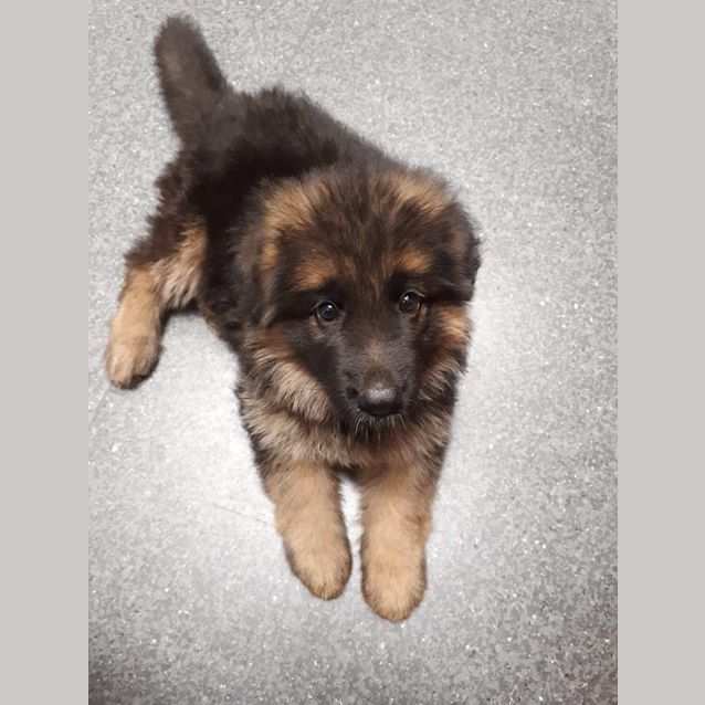 Photo of Willow