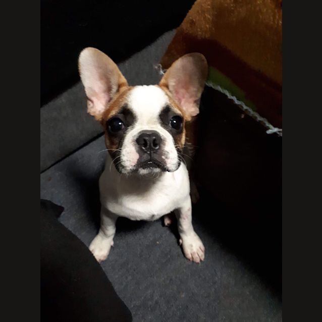Photo of Freddy