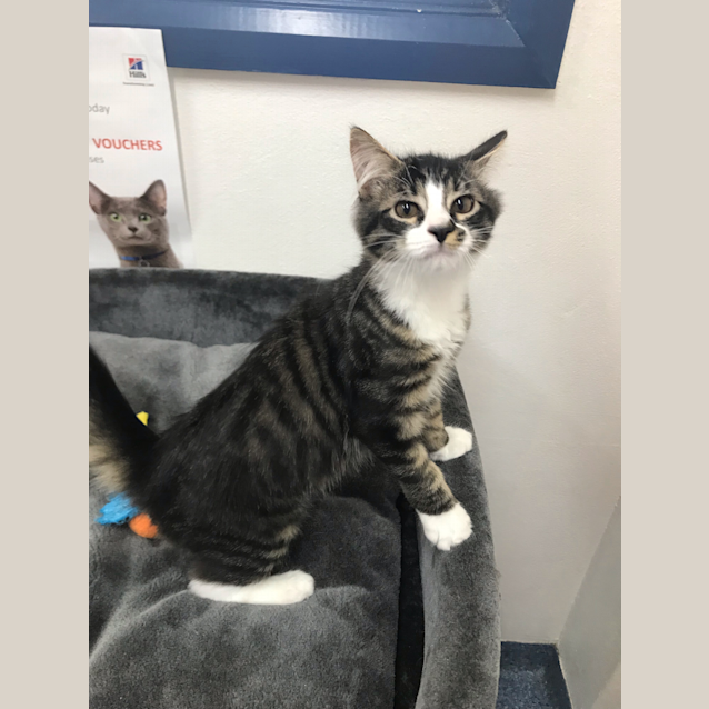 Photo of Neville And Azula 
