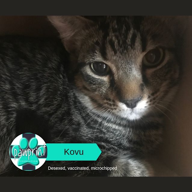 Photo of Kovu