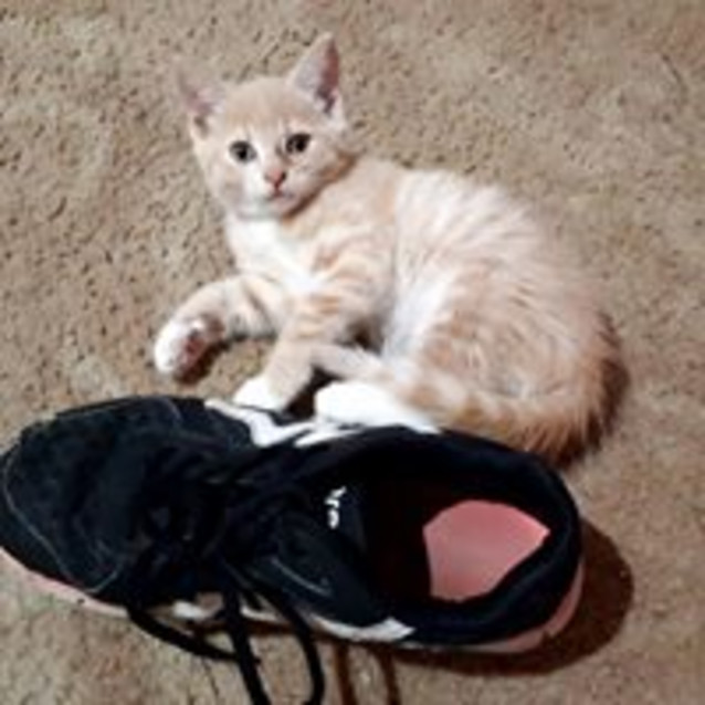 Photo of Cheeto