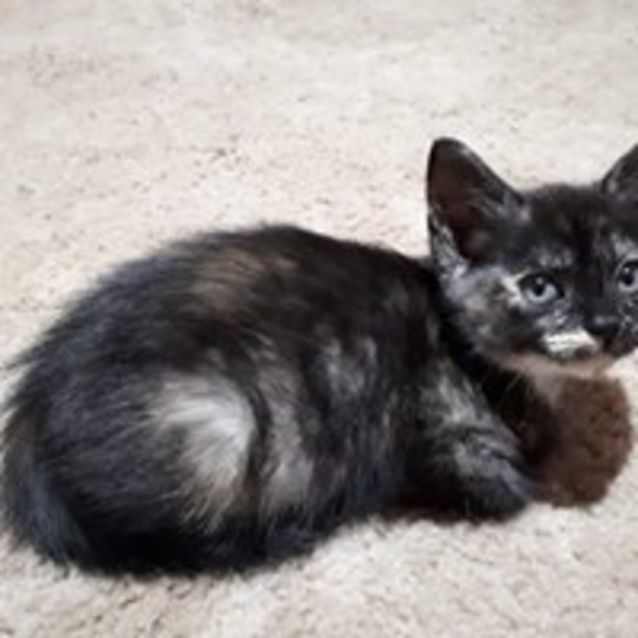 Photo of Almond