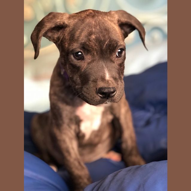 Photo of Linus Van Pelt