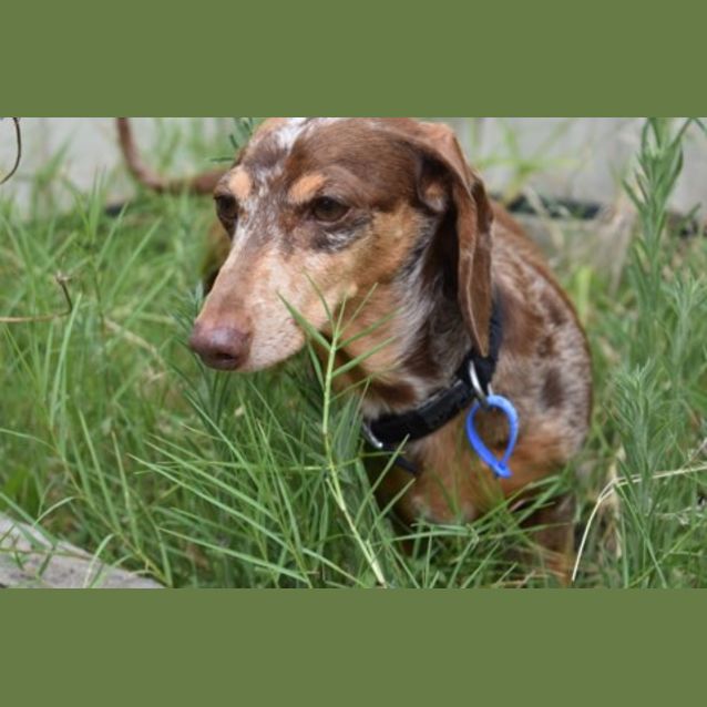 Prada - Small Female Dachshund Dog in NSW - PetRescue