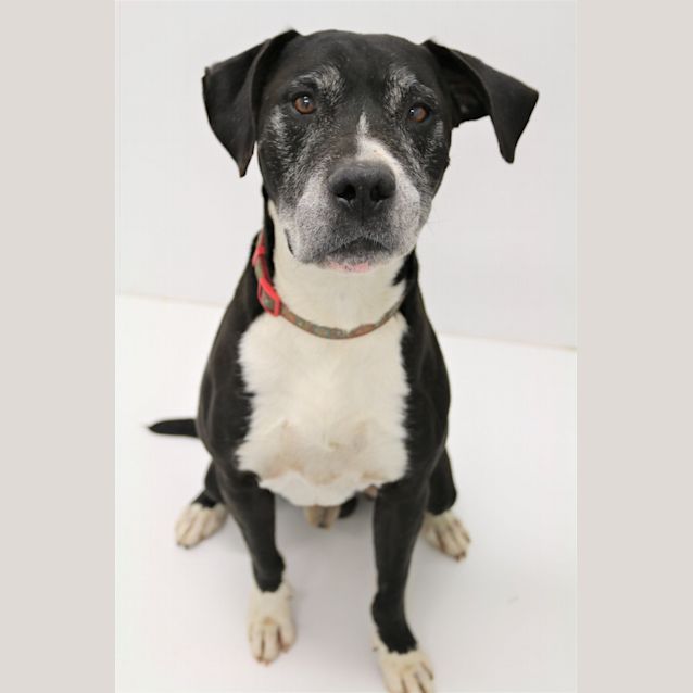Photo of Buddy