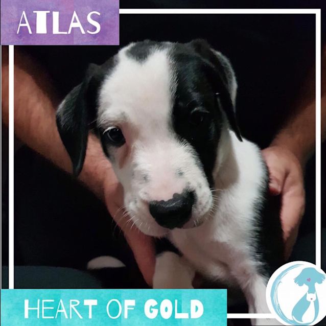 Photo of Atlas